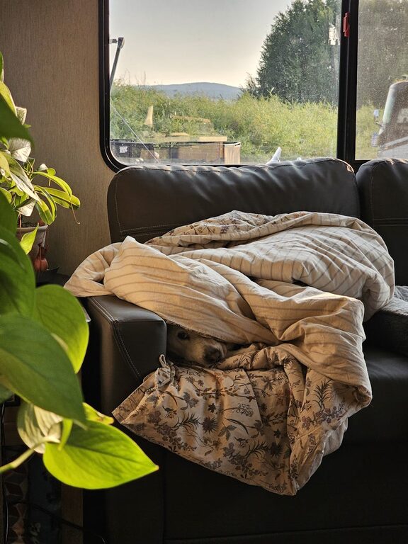 Kako stvoriti udoban i siguran kutak za vašeg ljubimca